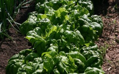 Grandma Fern’s Wilted Lettuce: Back By Popular Demand