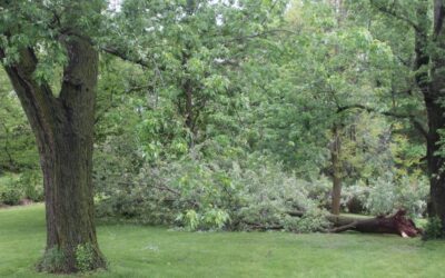 Ten Good Things about a Rainy Memorial Day Weekend