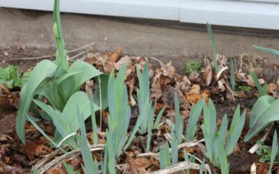 Top Ten Reasons to Not Weed the Flowerbeds