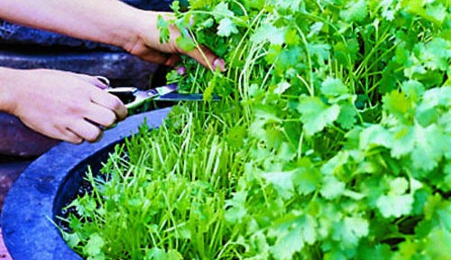 cilantro-pick-x