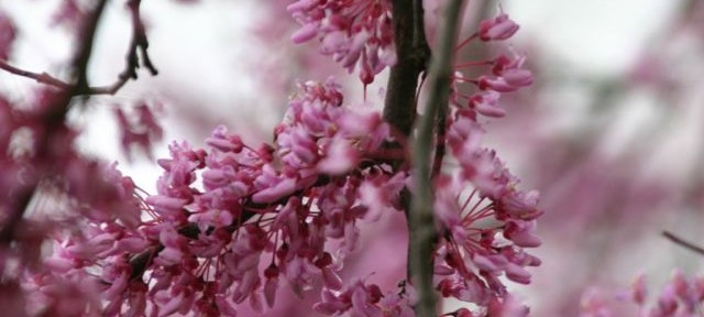 red buds
