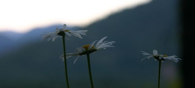mountain air