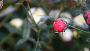 Little Rose