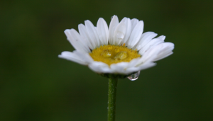 Just One Daisy, Just One Day