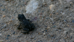 Baby Toads & Deer Flies