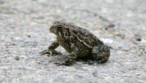 Toads in Paradise