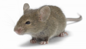 The Rodent Wars