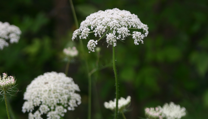Fantastic Friday: Queen Anne’s Lace