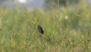Free as a Bird