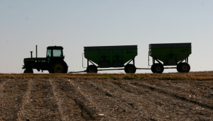 A Harvest of Peace