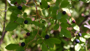 Mountain Climbing, Berry Picking, & Dogs in the Women’s Bathroom
