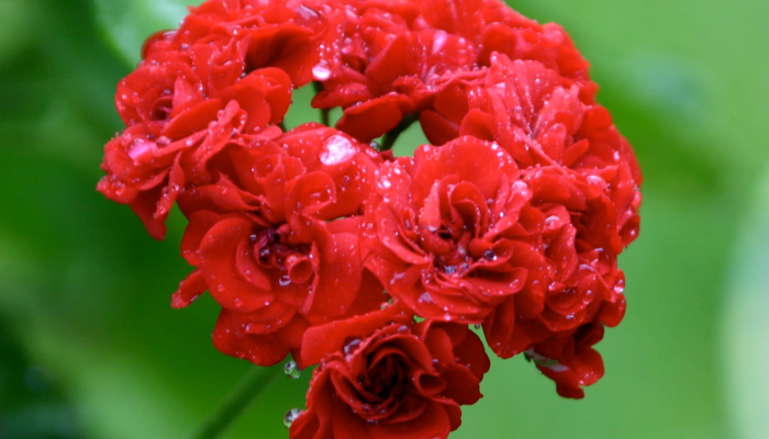 Geranium Whispers on a Fantastic Friday