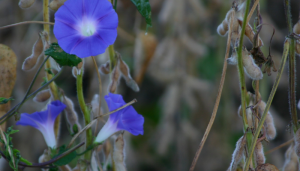 Today There Is Beauty