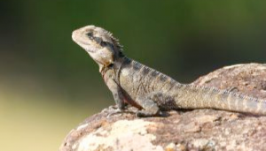 Reptile Disfunction & Other Sticky Wickets