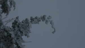 ‘Tis the Winter of My Discontent