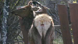 The Odd Couple