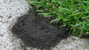 Ant Envy