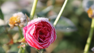 Frosty Hope
