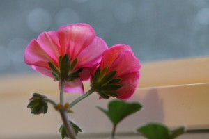 A Splash of Color