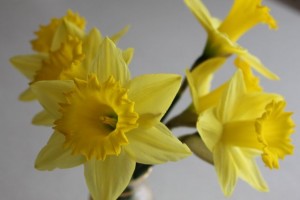 Waiting for Spring
