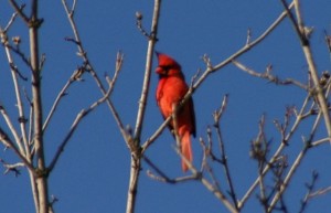 Ten Reasons to Walk on Spring Mornings