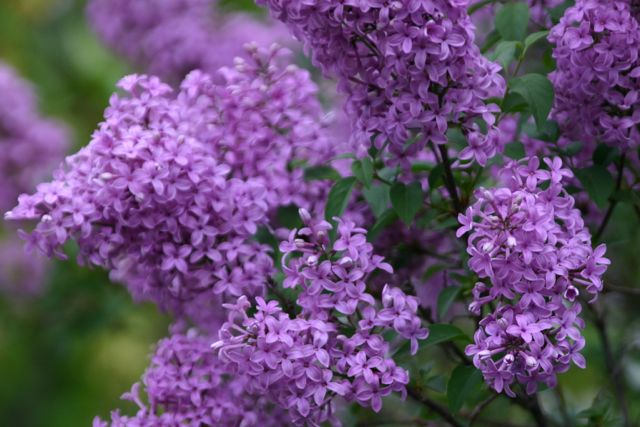 Smelling the Lilacs While They Last this Fantastic Friday