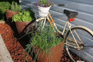 My Herb Garden
