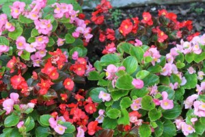 Top Ten Signs of an Early Fall