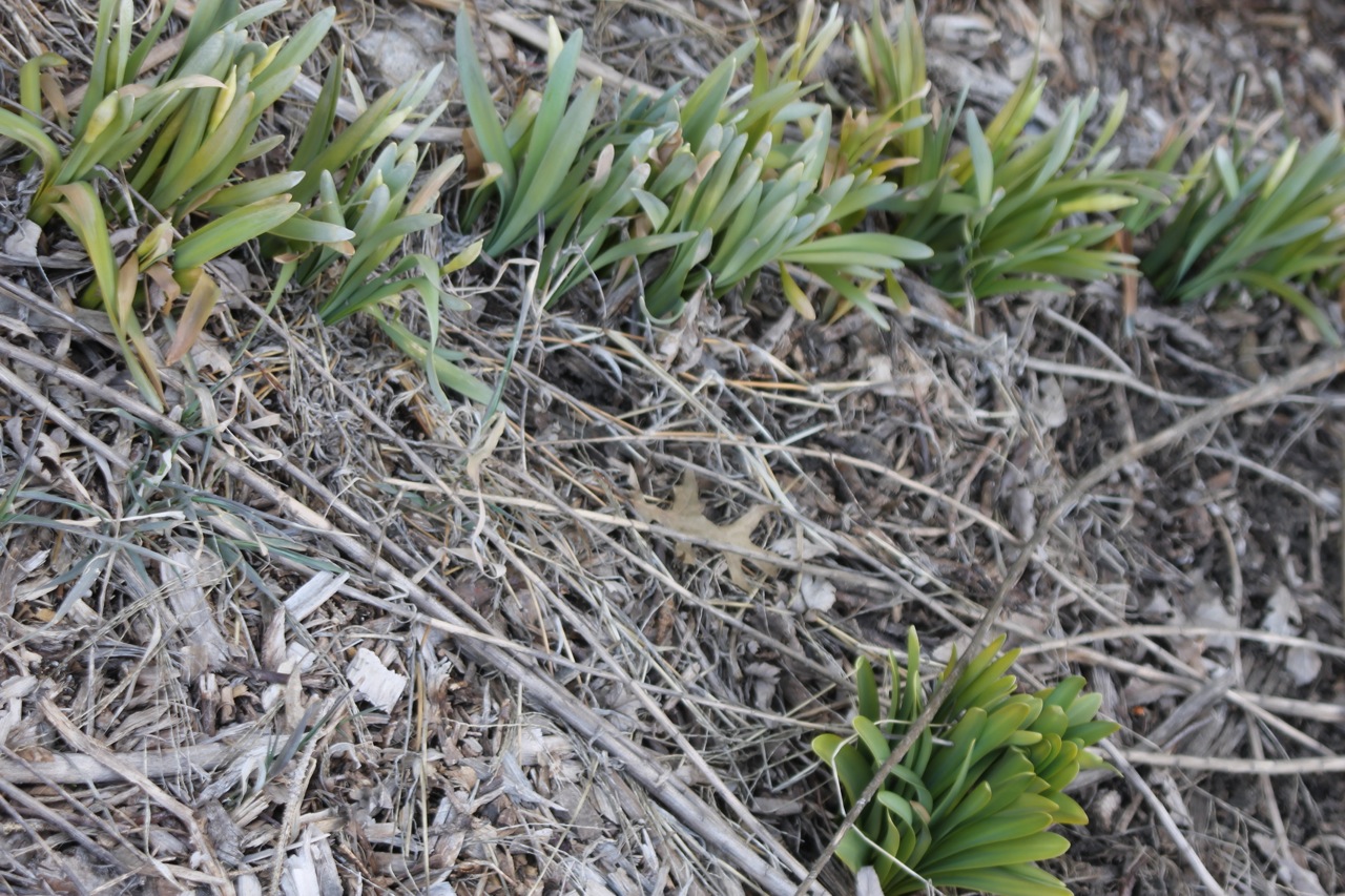 Top Ten Signs of Spring