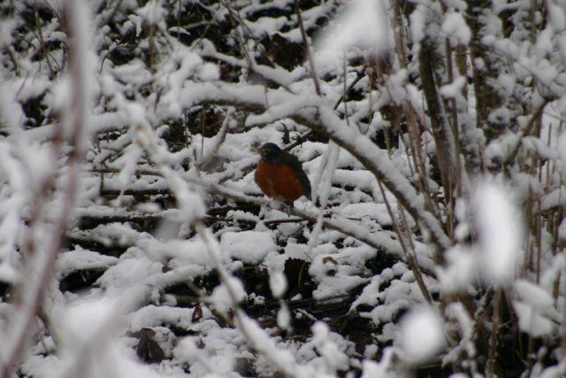 Top Ten Things about Snow in Late March