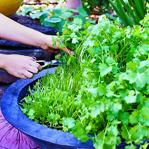 Plant Barbering 101