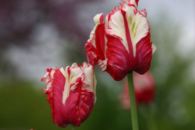 Waiting for Spring