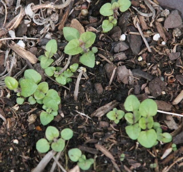 All the Thyme in the World