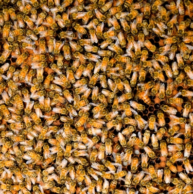 Top Ten Perks of Finding a Bee Hive in AC Unit