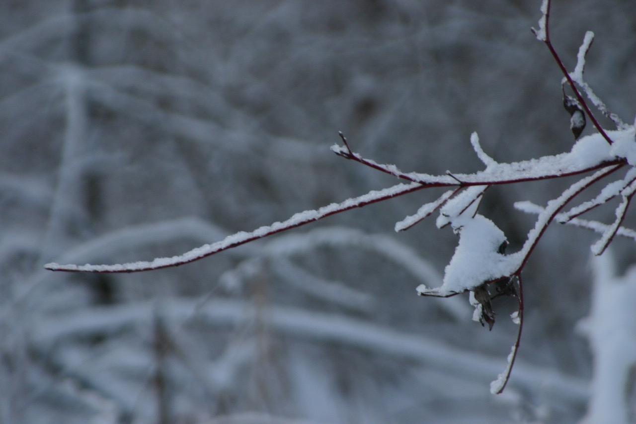 Top Ten Reasons to Be Thankful for a Snowstorm