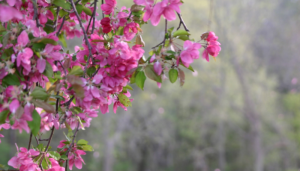 Petal Dancing This Fantastic Friday