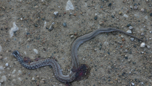 No Snake Warning this Fantastic Friday