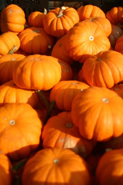Pumpkin Bread for Pumpkin Spice Lovers