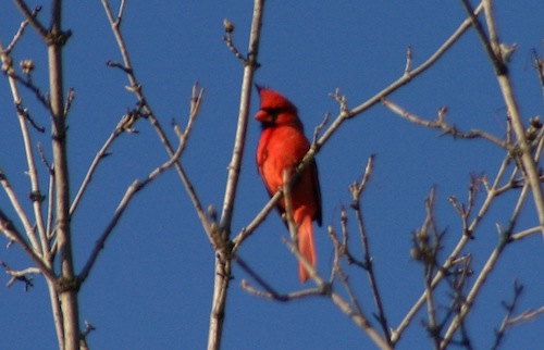 Cardinal Song for this Fantastic Friday