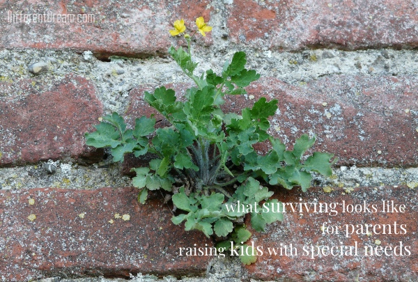 What does it mean to survive as a special needs parent? Guest blogger Trish Shaeffer describes some common signs of survival in families like ours.