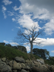 The Thanksgiving Tree