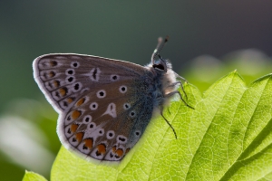 Beautiful Butterfly: Our Child with Special Needs