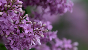 Today I’ll Smell the Lilacs – Recycled