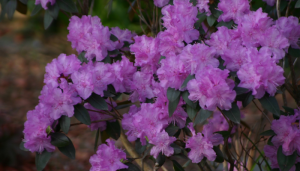 shapeimage_1-11