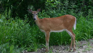 Doe, a Deer, a Female Deer
