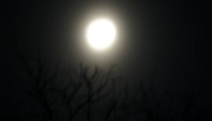 shapeimage_1-16