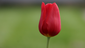 The Red Tulip