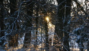 shapeimage_1-20