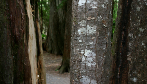 Old Growth