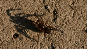 Itsy Bitsy Spider